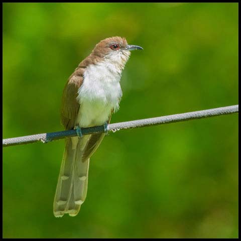 Black-billed Cuckoo