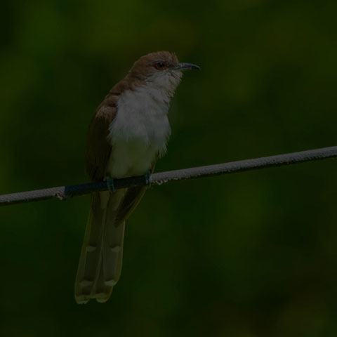 Black-billed Cuckoo