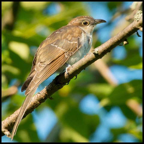 Black-billed Cuckoo