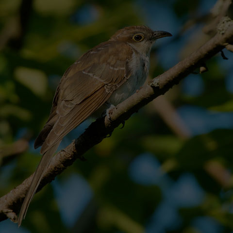 Black-billed Cuckoo