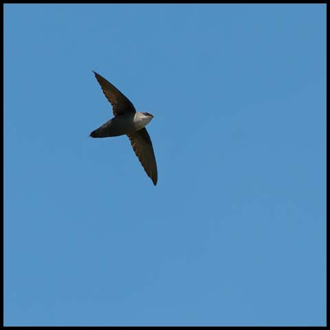 Chimney Swift