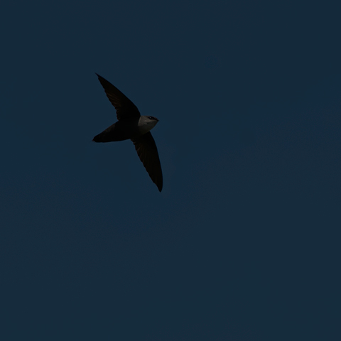 Chimney Swift