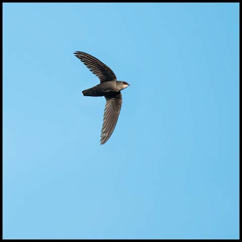 Chimney Swift