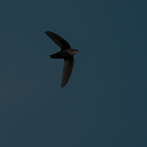 Chimney Swift