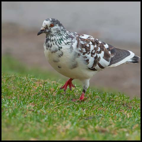 Feral Pigeon