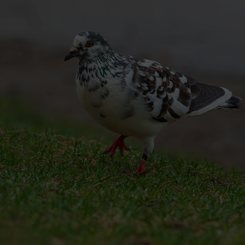 Feral Pigeon