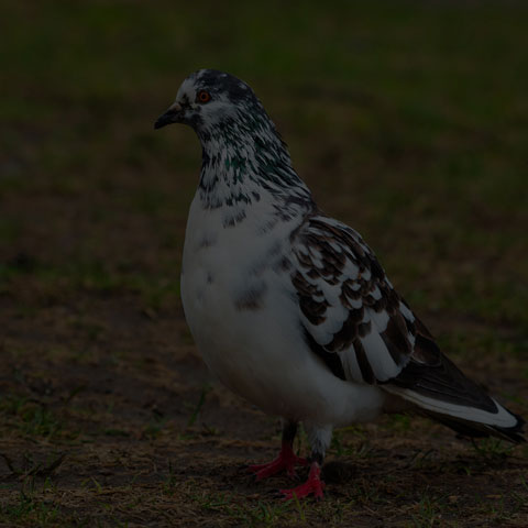 Feral Pigeon
