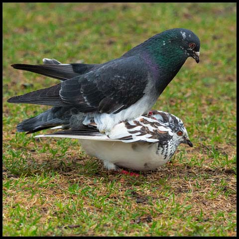 Feral Pigeon