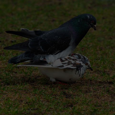 Feral Pigeon