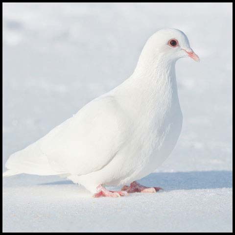 Feral Pigeon
