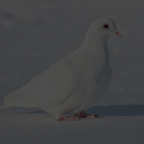 Feral Pigeon