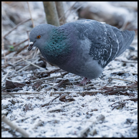 Feral Pigeon