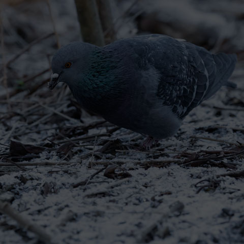 Feral Pigeon