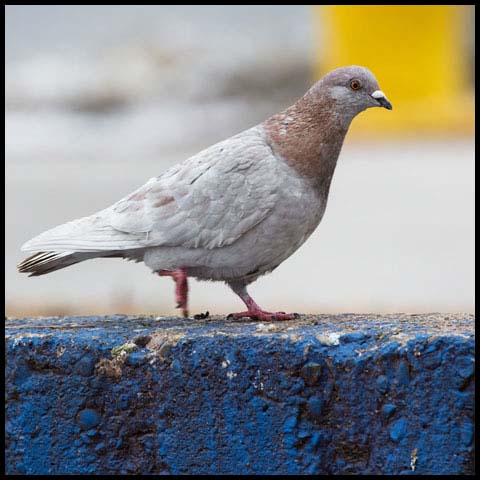 Feral Pigeon