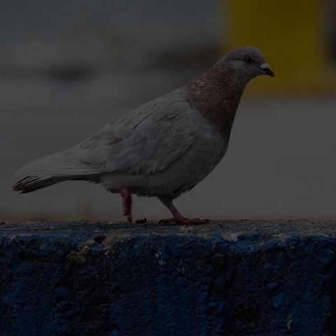 Feral Pigeon