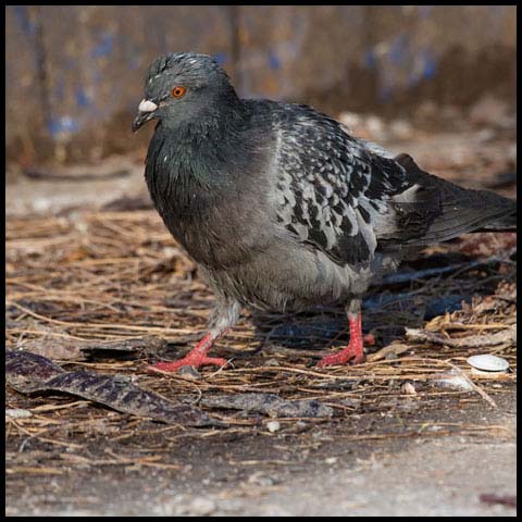 Feral Pigeon