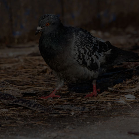 Feral Pigeon