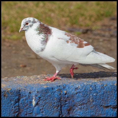 Feral Pigeon