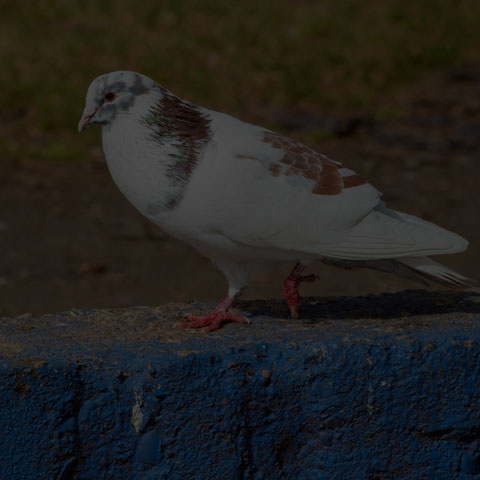 Feral Pigeon
