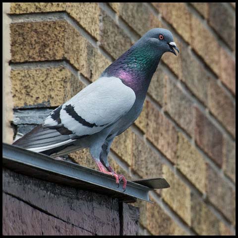 Feral Pigeon