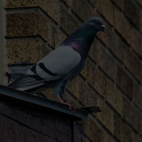 Feral Pigeon