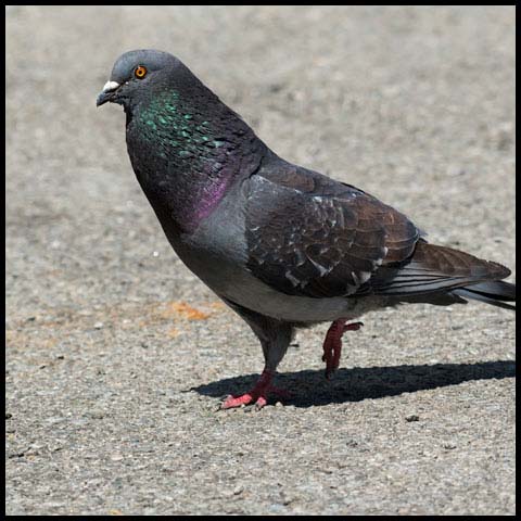 Feral Pigeon