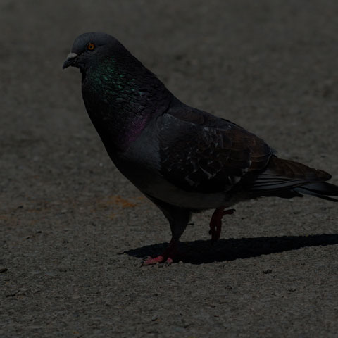 Feral Pigeon