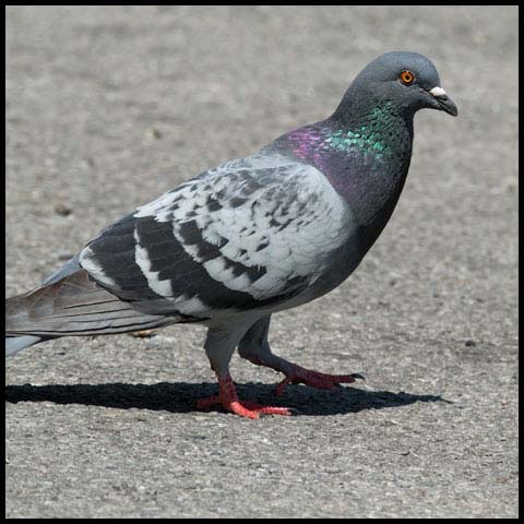 Feral Pigeon