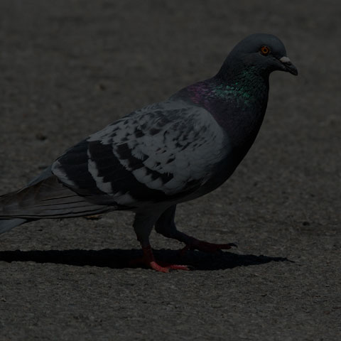Feral Pigeon