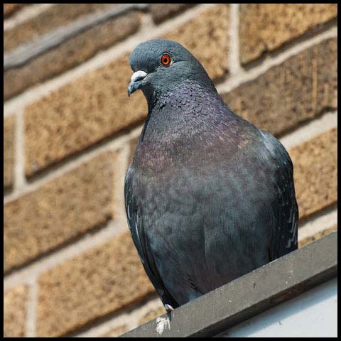 Feral Pigeon