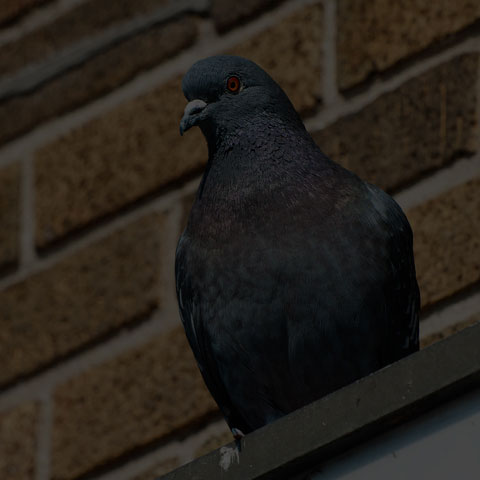 Feral Pigeon