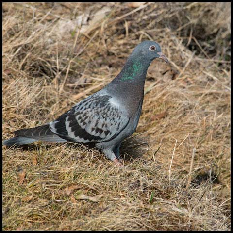 Feral Pigeon