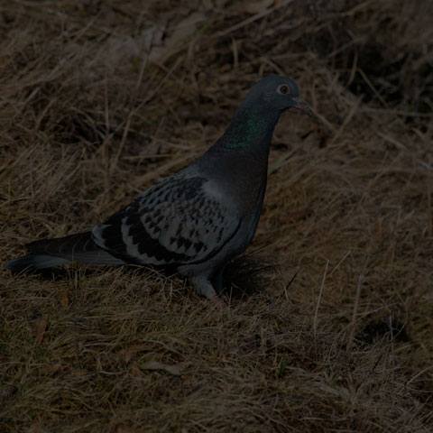 Feral Pigeon