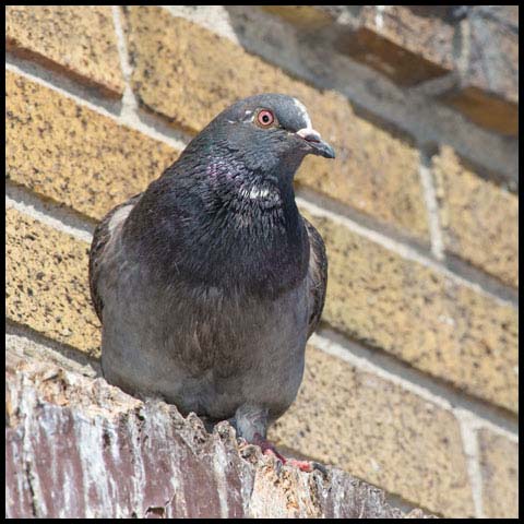 Feral Pigeon