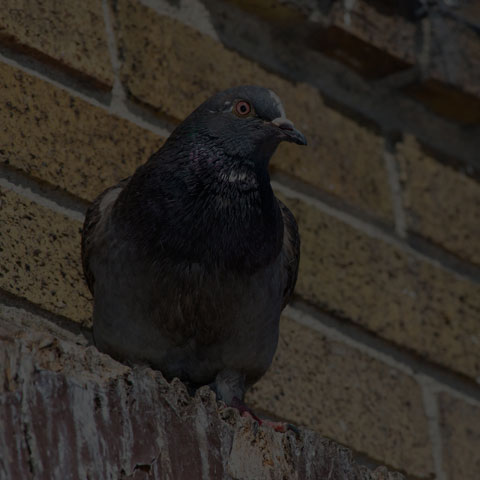 Feral Pigeon