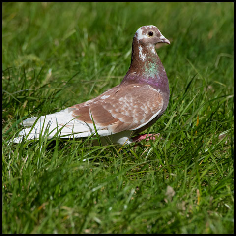 Feral Pigeon