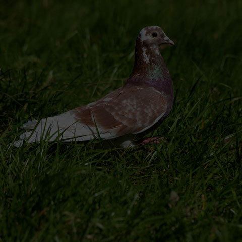 Feral Pigeon