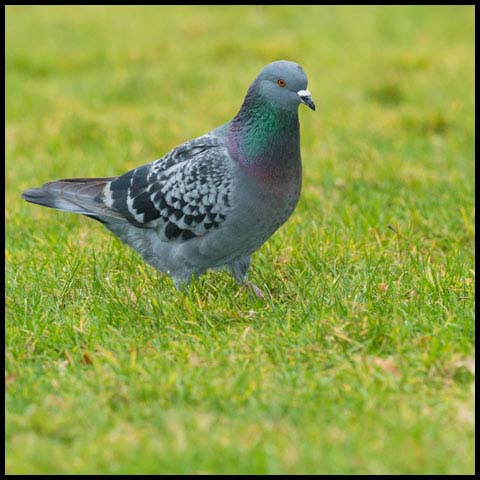 Feral Pigeon