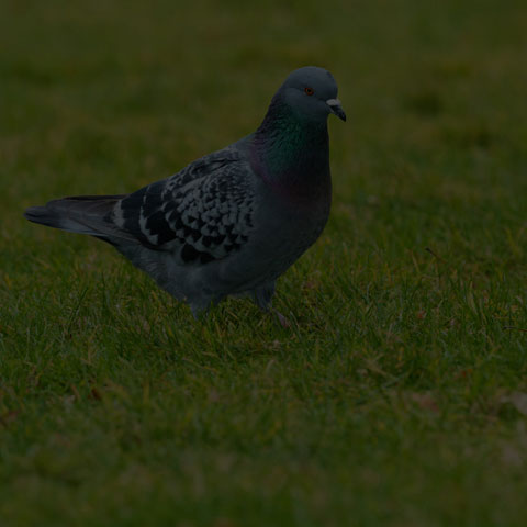 Feral Pigeon
