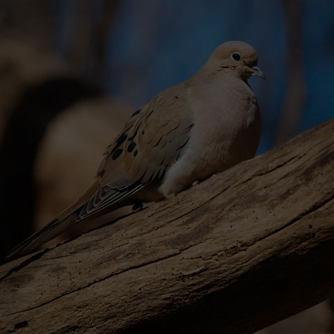 Mourning Dove