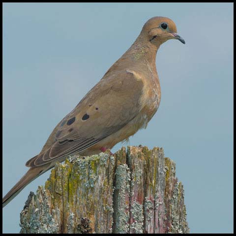 Mourning Dove