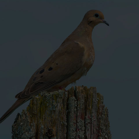 Mourning Dove