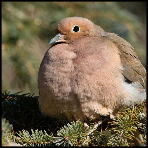 Mourning Dove