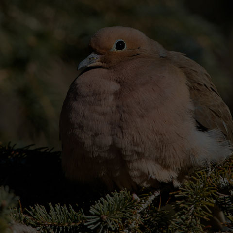 Mourning Dove