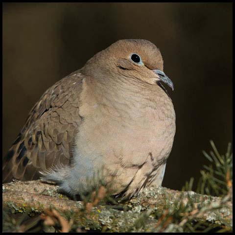 Mourning Dove