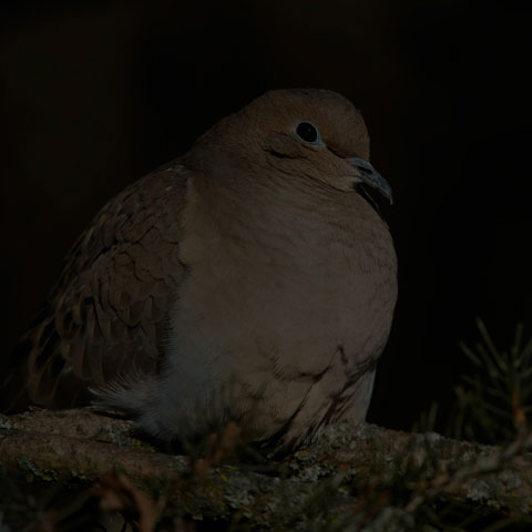 Mourning Dove