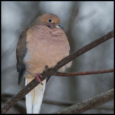 Mourning Dove