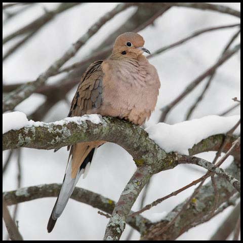 Mourning Dove