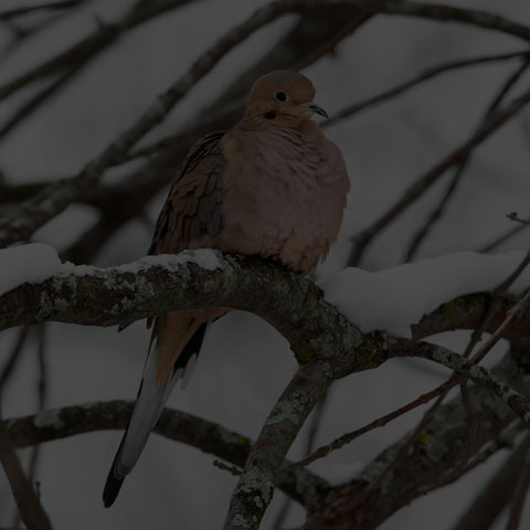 Mourning Dove