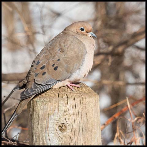 Mourning Dove